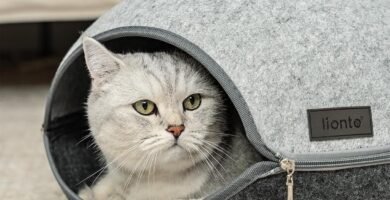 Camas para gatos