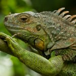 como alimentar a una iguana, las iguanas comen carne, le puedo dar carne a una iguana,