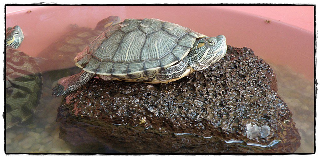 terrario para tortuga, terrario para reptiles, pecera para tortugas