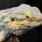que come una pogona