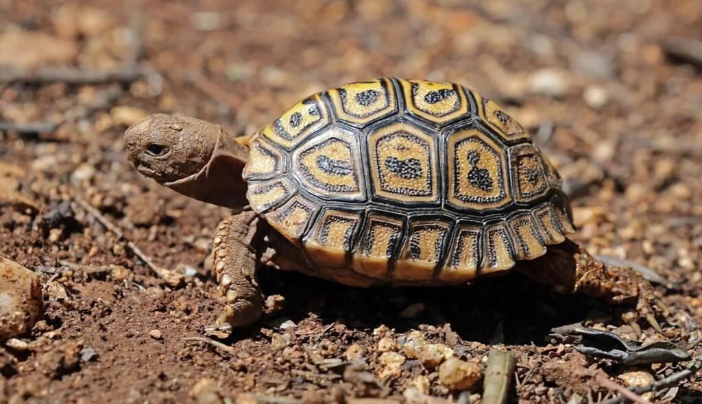 Tortugas de tierra